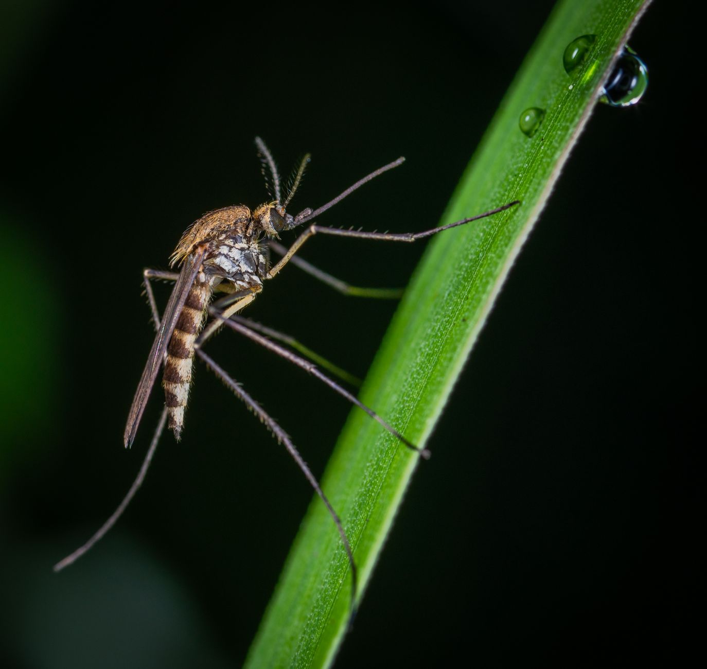 Épidémie de dengue au Sri Lanka : 49 décès signalés
