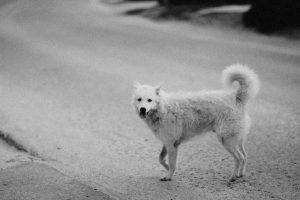 Chiens errants et bovins du MV Apex : Maurice à l&rsquo;épreuve de sa protection animale et de sa biosécurité