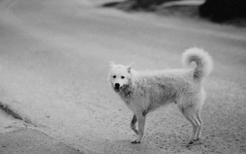 Chiens errants et bovins du MV Apex : Maurice à l&rsquo;épreuve de sa protection animale et de sa biosécurité