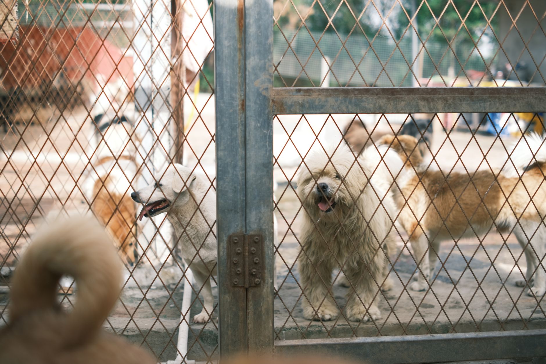 International Animal Coalition Supports Mauritius in Managing Stray Dogs