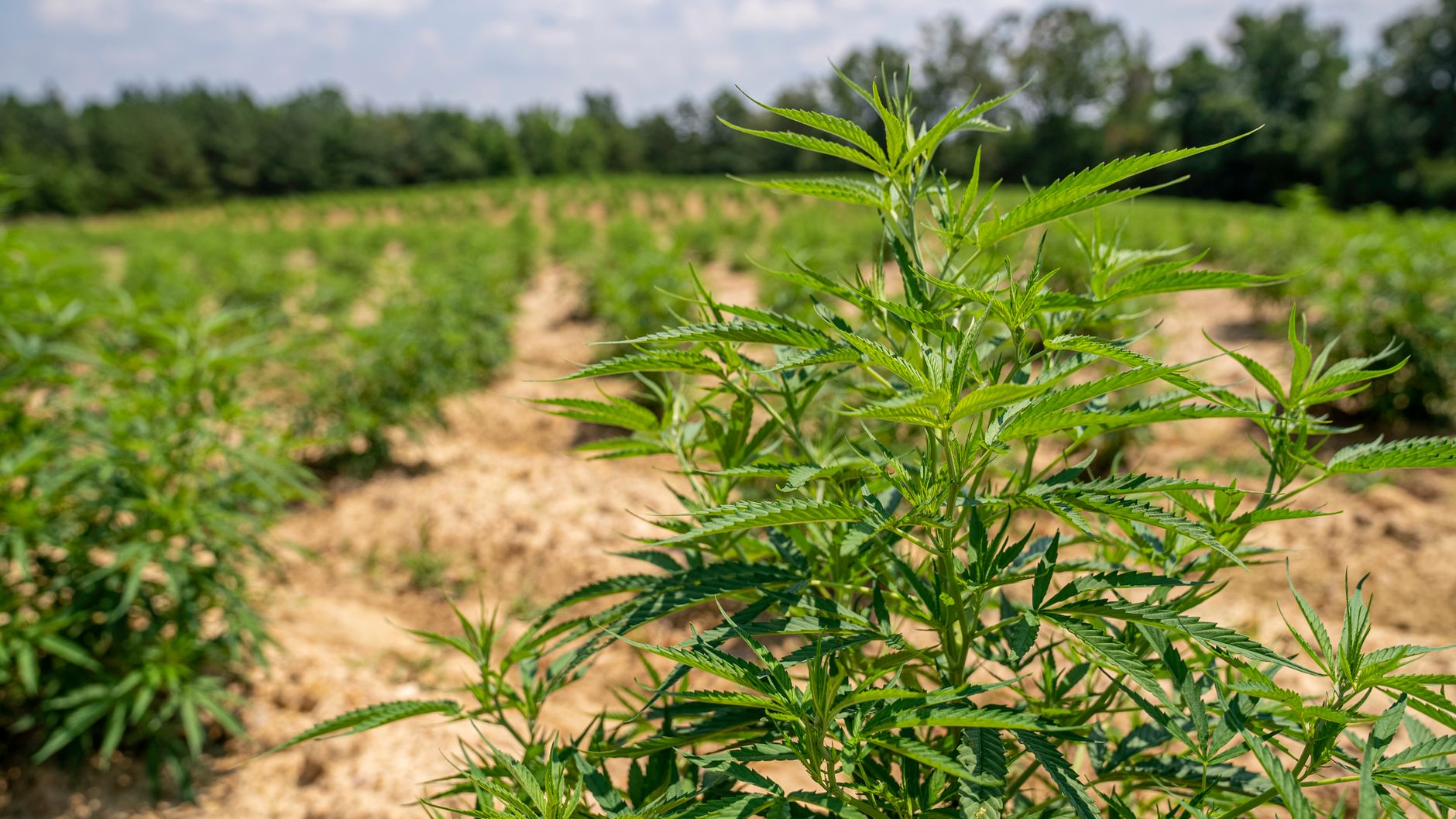 Dismantling of a Cannabis Plantation in Midlands