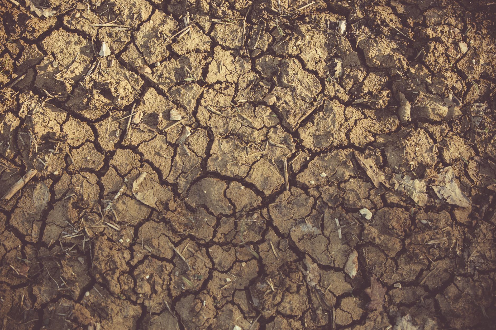Prévisions environnementales inquiétantes pour 2025 à Maurice