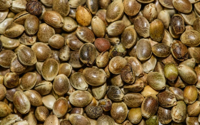 Arrestation de deux hommes pour trafic de cannabis à Palma