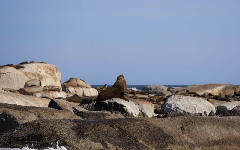 Amende pour protection de l&rsquo;éléphant de mer à Fort William