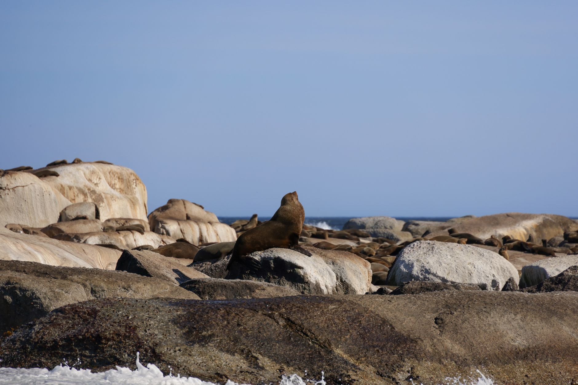 Fine for Protection of Elephant Seal at Fort William