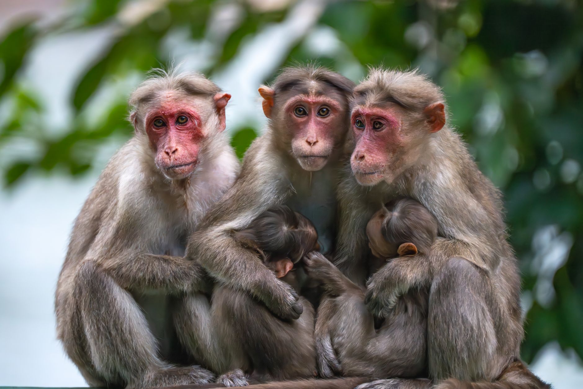 Exportation de primates à Maurice : un secteur en plein essor