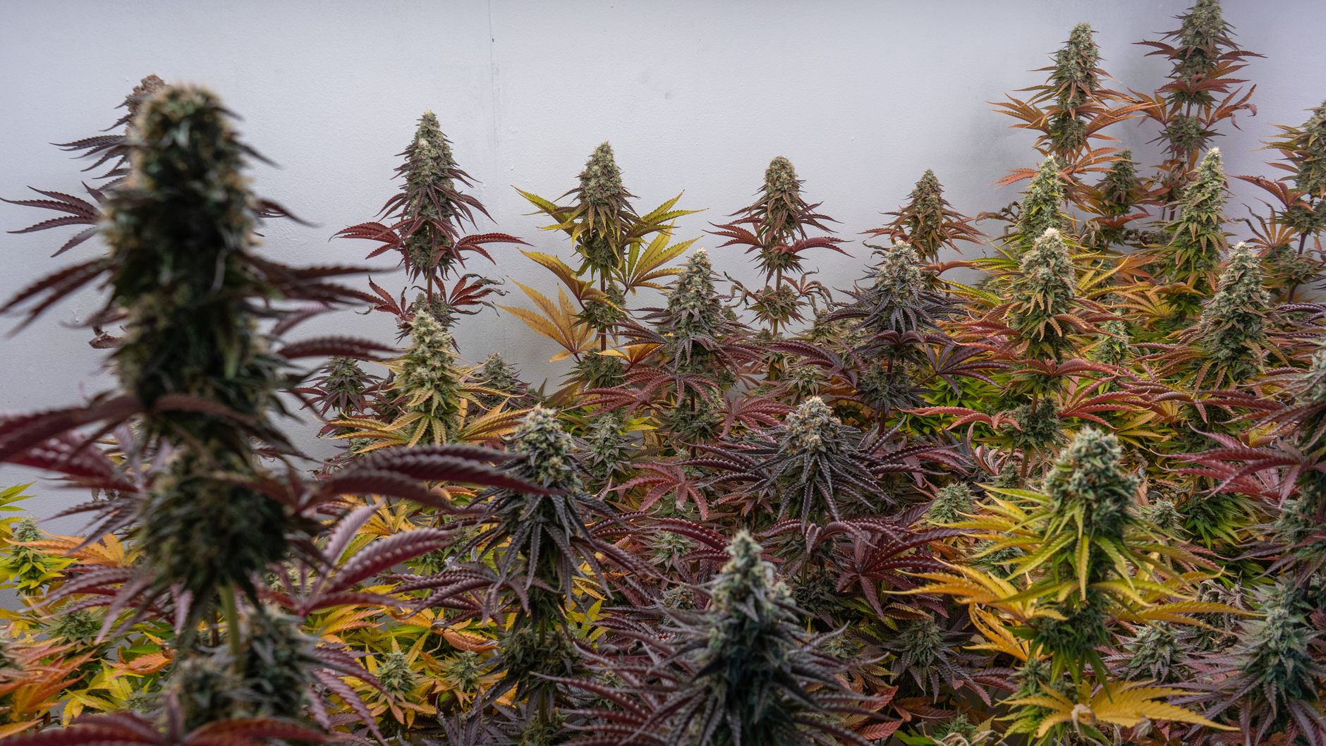 Arrestation d&rsquo;un skipper pour culture de cannabis
