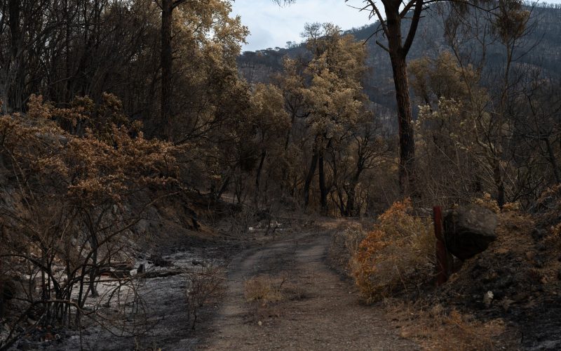 Impact de l&rsquo;incendie dans le Var sur le tourisme à Maurice