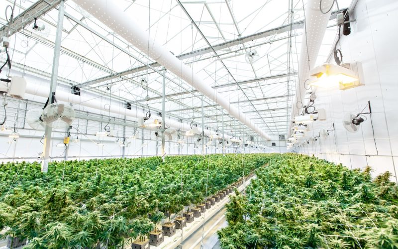 Saisie de cannabis à Bel-Air-Rivière-Sèche