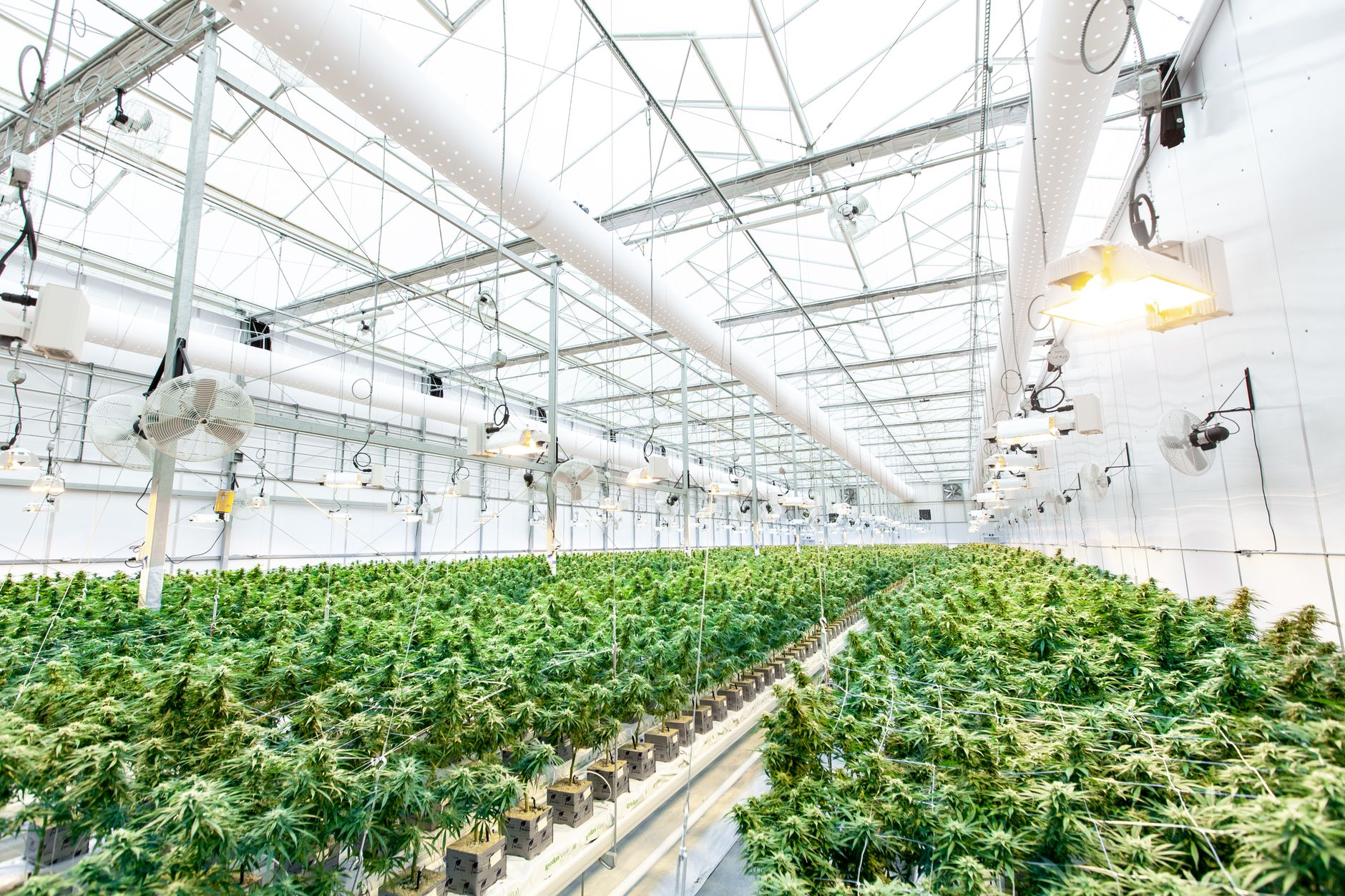 Saisie de cannabis à Bel-Air-Rivière-Sèche