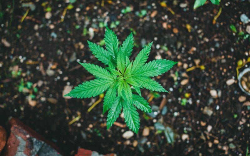 LALIT appelle à une réforme de la politique sur le cannabis à Maurice