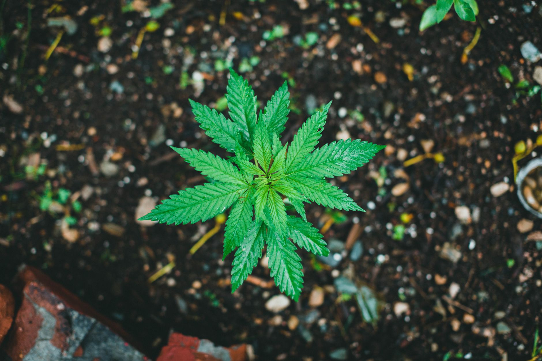 LALIT appelle à une réforme de la politique sur le cannabis à Maurice