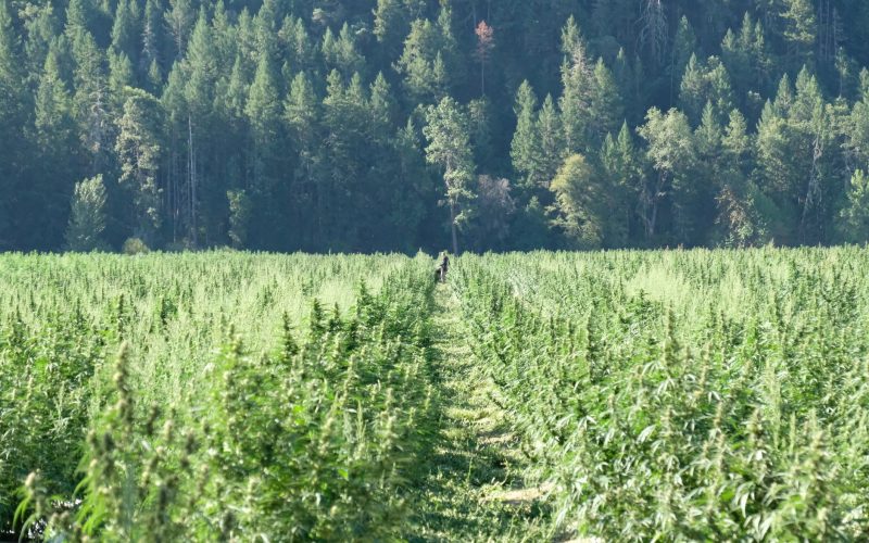 L&rsquo;ADSU déracine 315 plants de cannabis à Mare D’Albert et Souillac