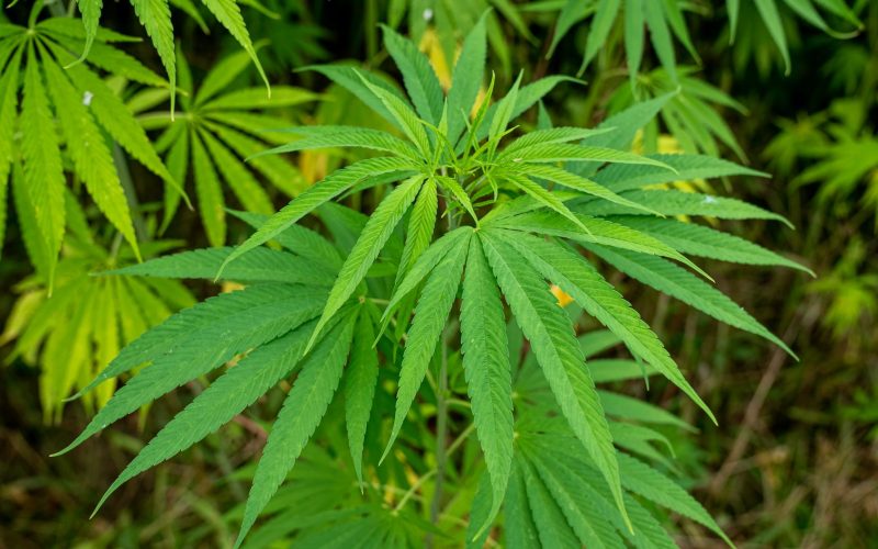 Chetan Baboolall appelle à une clarification sur le cannabis