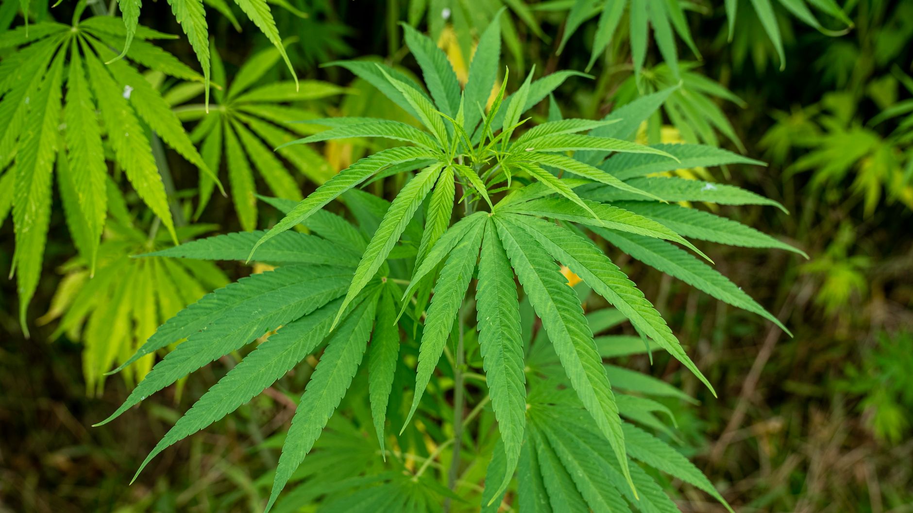 Chetan Baboolall Calls for Clarification on Cannabis